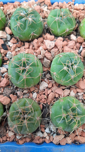 Gymnocalycium denudatum cv Jan Suba, 1,5-2 см сеянец